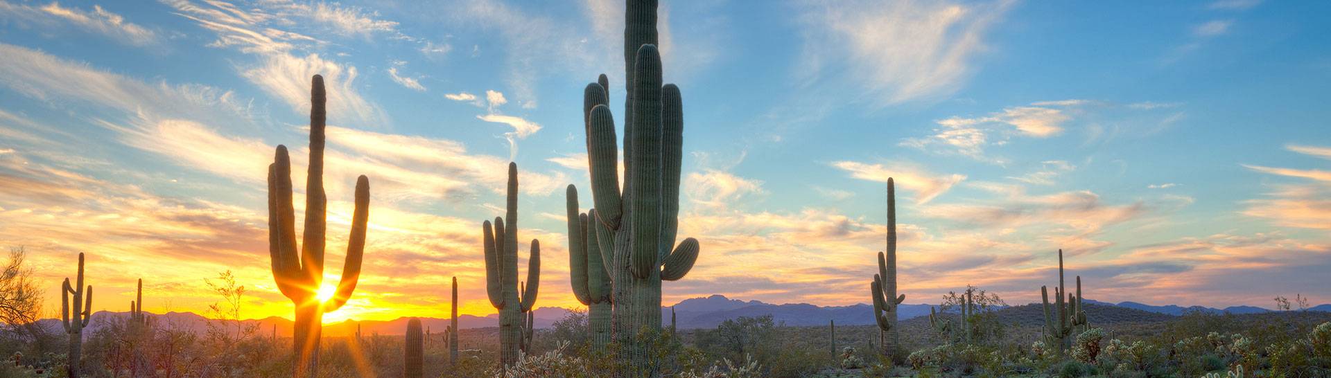 Arizona landscape sunset with Saguaro Cactus